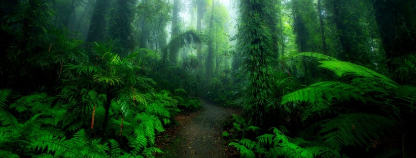 Gondwana Rainforest, Dorrigo National Park, New South Wales