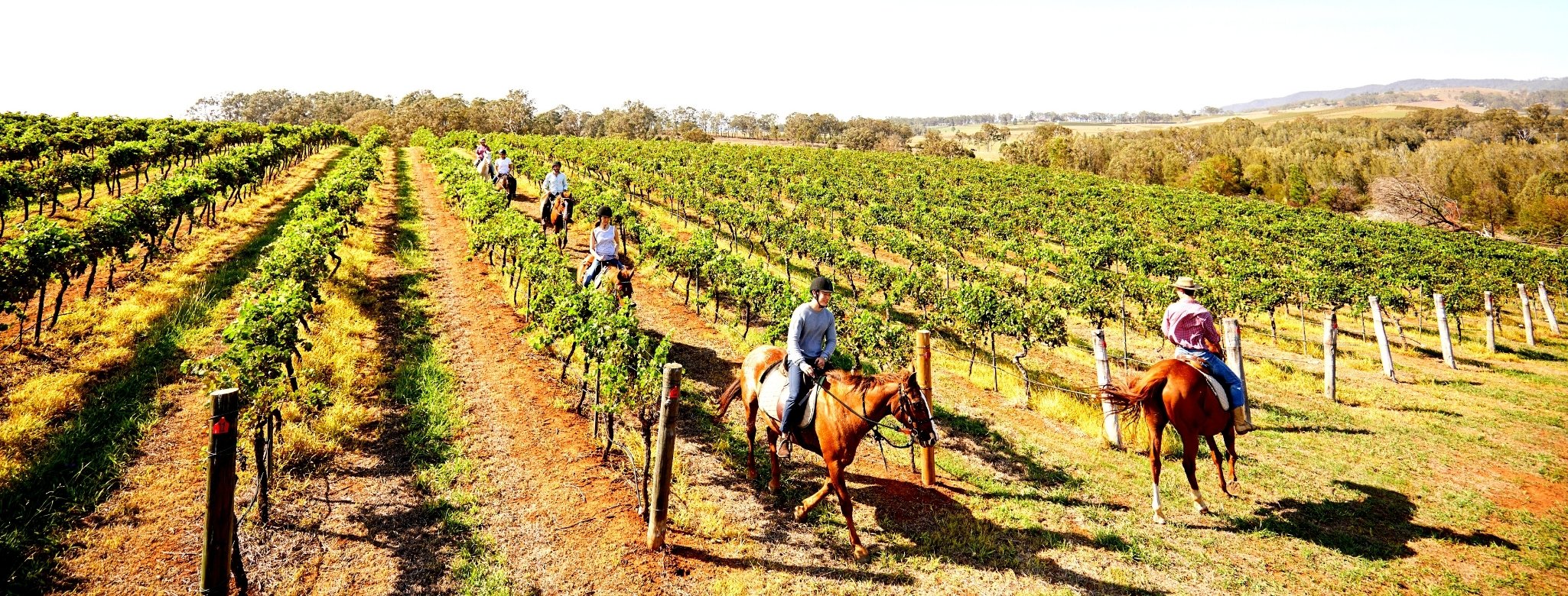 Group enjoying a guided horseback tour at Hanging Tree Wines, Pokolbin with Murchessons Horse Wine & Dine Tours, Hunter Valley, New South Wales.