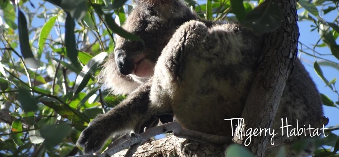 Tilligerry Habitat - Port Stephens 