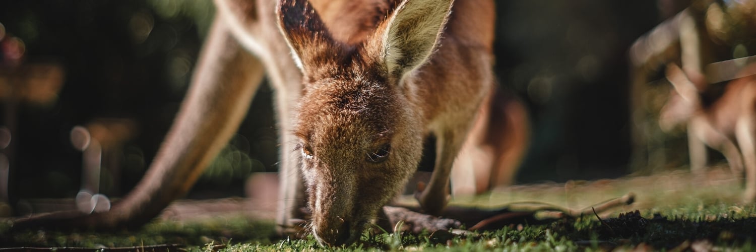 Kangaroo, Jervis Bay, New South Wales