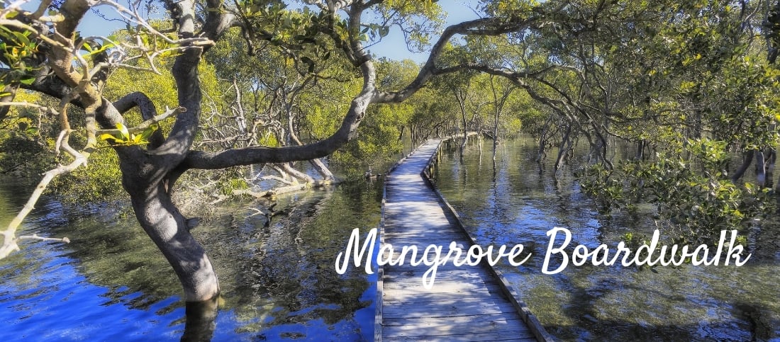 Mangrove Boardwalk Huskisson Jervis Bay Shoalhaven NSW