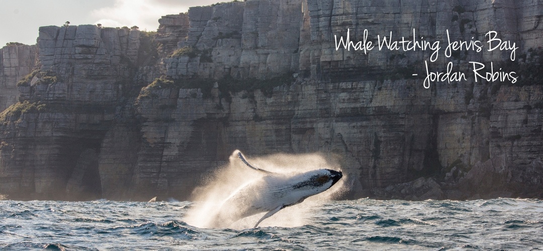 Whale Watching Jervis Bay - Jordan Robins-1