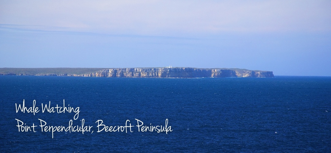 Whale Watching Point Perpendicular, Beecroft Peninsula