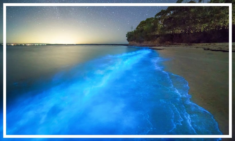 Bioluminescent algae seen at Plantation Point, Vincentia in Jervis Bay by Destination NSW