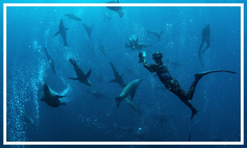 Dive Jervis Bay, Jervis Bay by Jordan Robins; Destination NSW