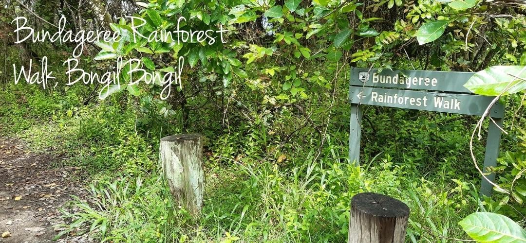 Bundageree Rainforest Walk, Bongil Bongil by Taryn Blight
