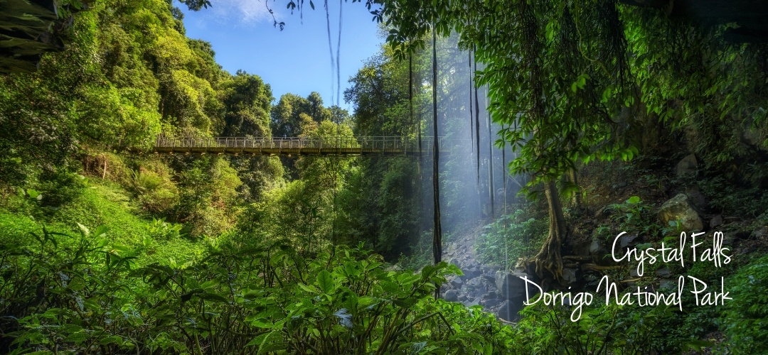 Crystal Falls Dorrigo National Park