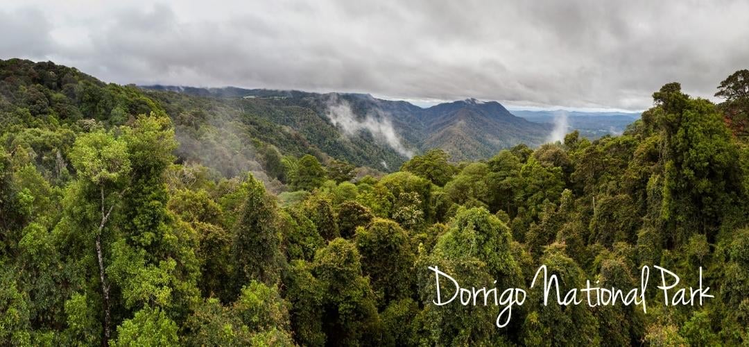 Dorrigo National Park rainforest canopy