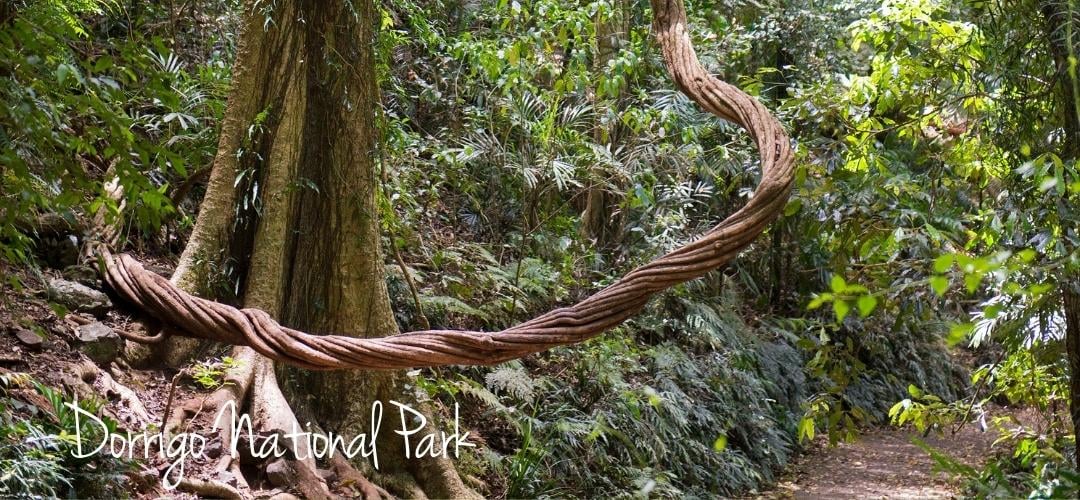 Dorrigo National Park