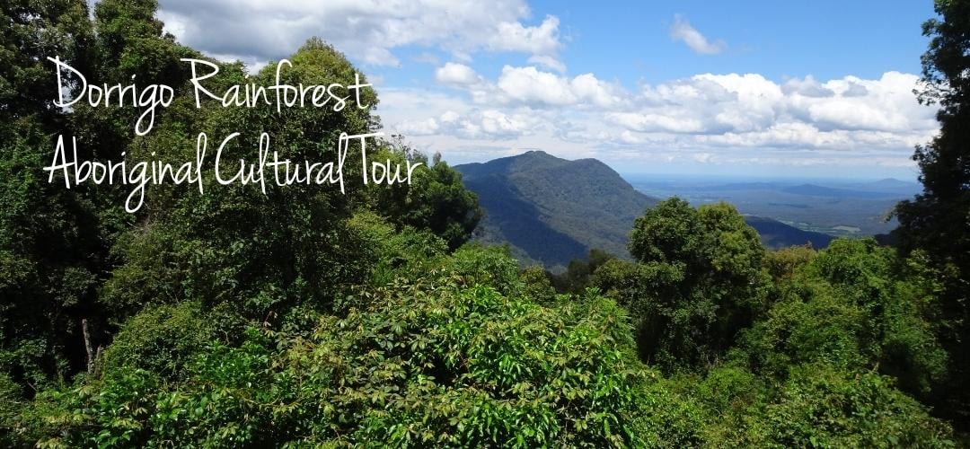 Dorrigo Rainforest Aboriginal Cultural Tour