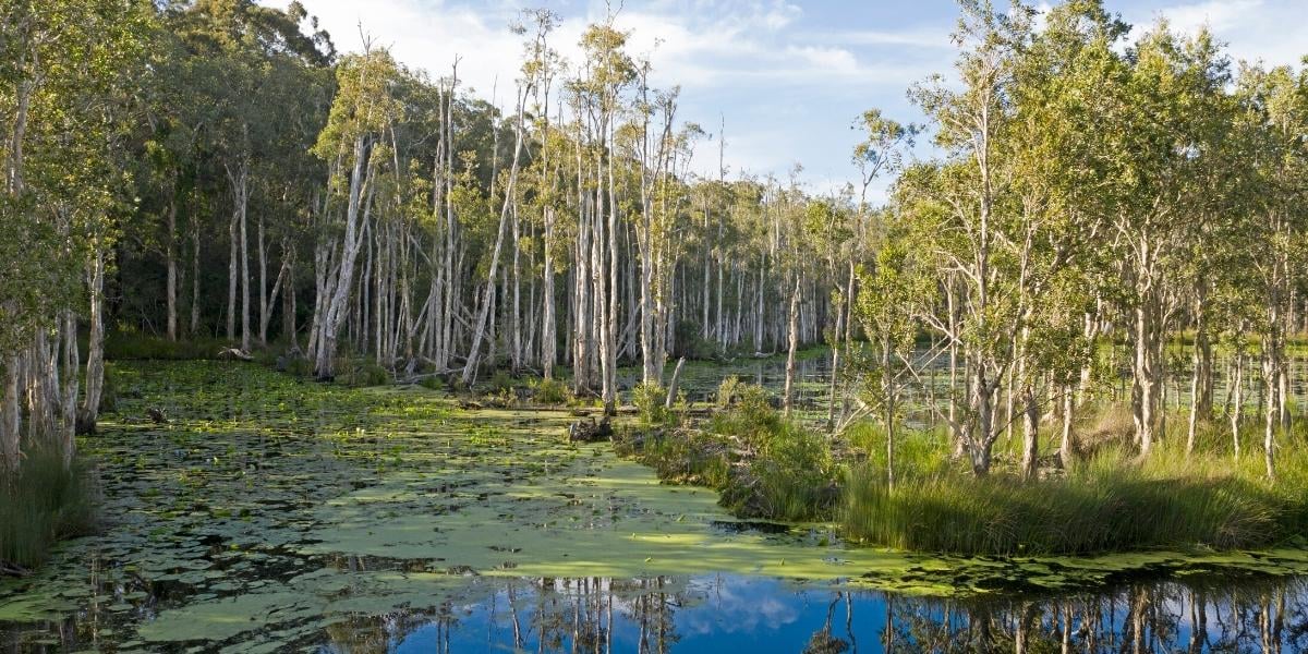 Urunga Wetlands - Urunga, NSW