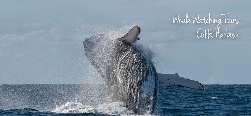 Whale Watching Tours Coffs Coast-1