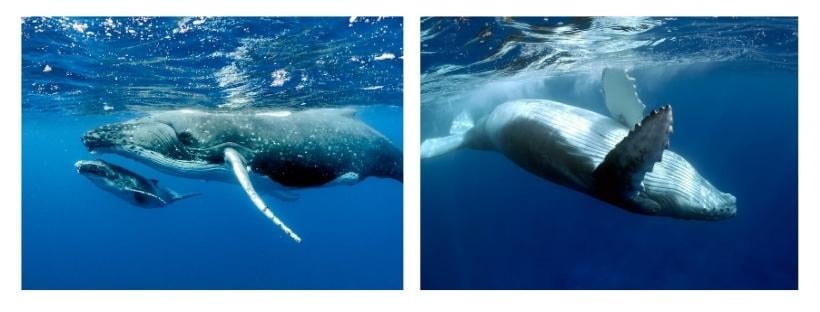 Whales-3