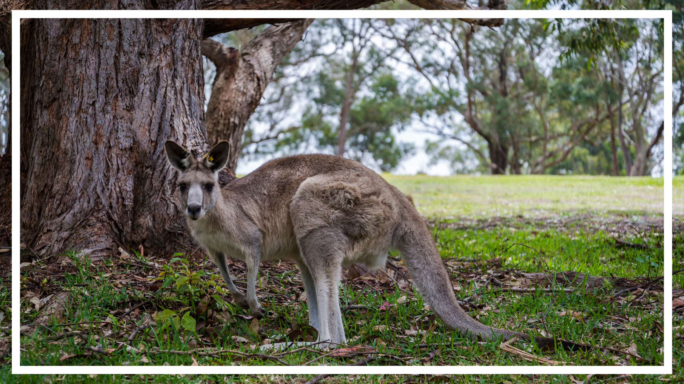 Kangaroo, Nelson Bay, Port Stephens