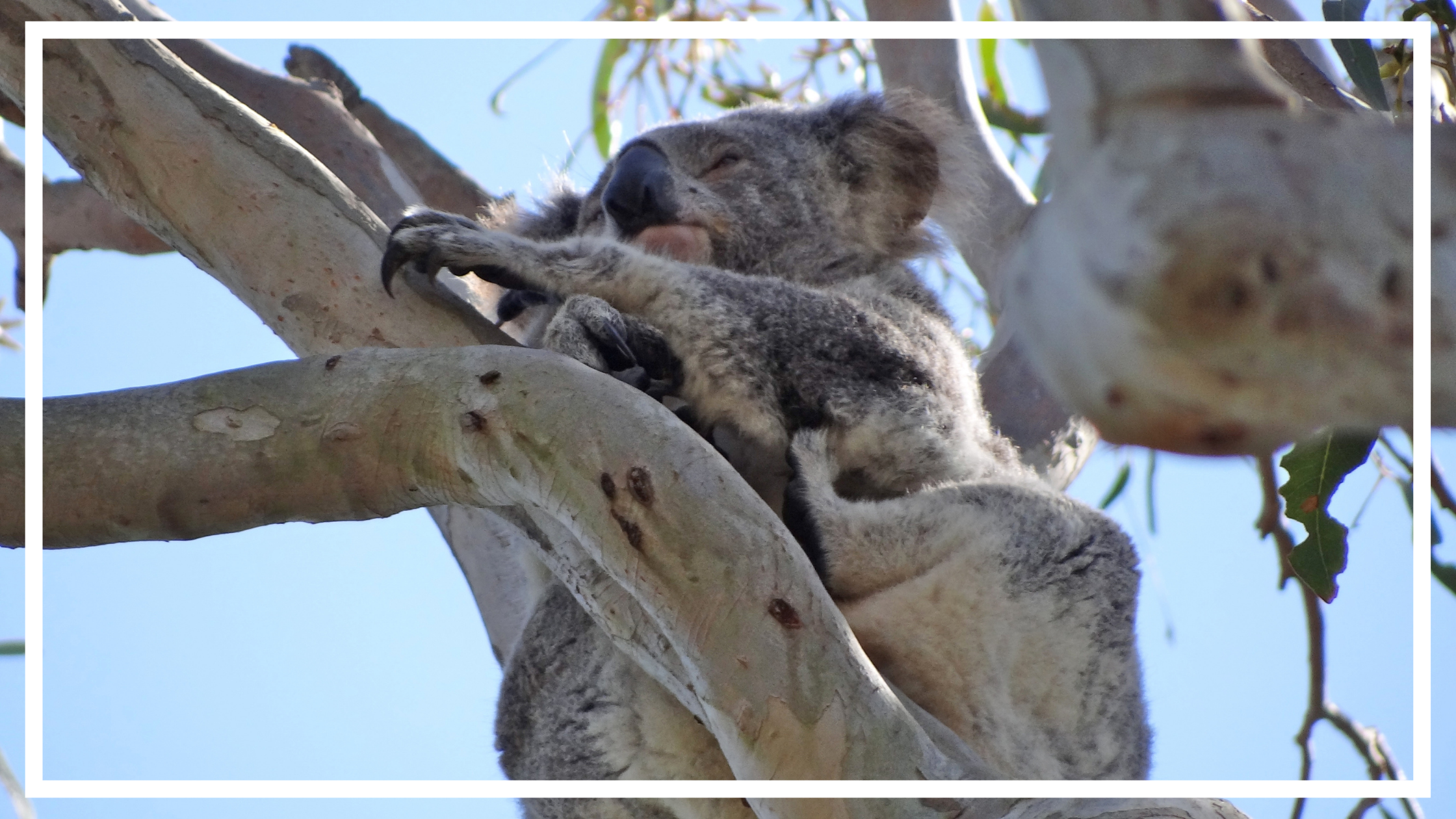 Koala, Port Stephens