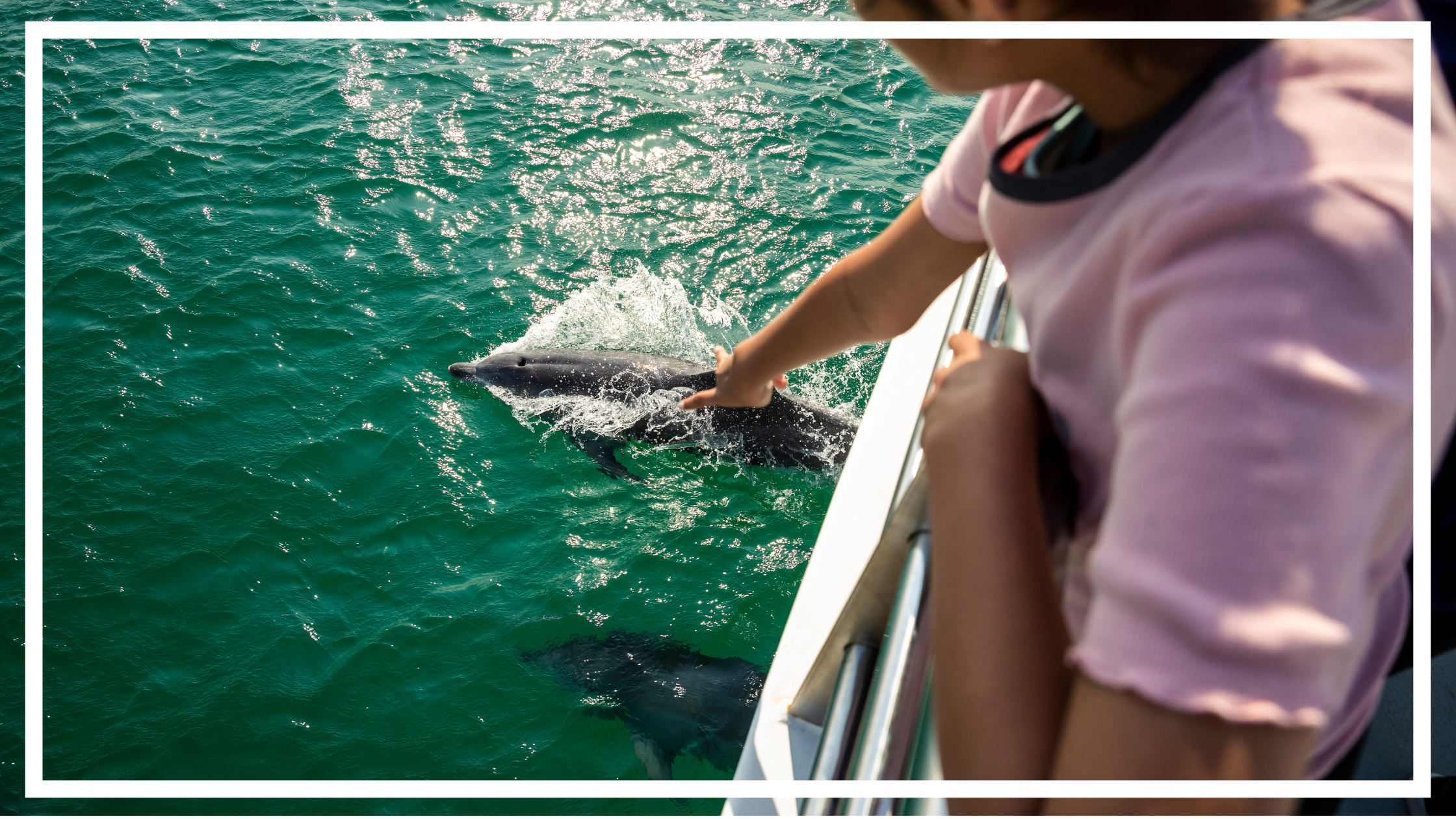 Moonshadow Dolphin Watch Cruise, Port Stephens