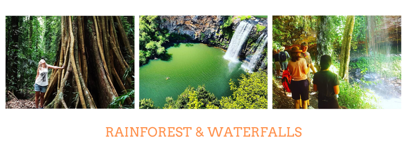 Rainforest and Waterfalls of Dorrigo National Park with Waves to Wilderness