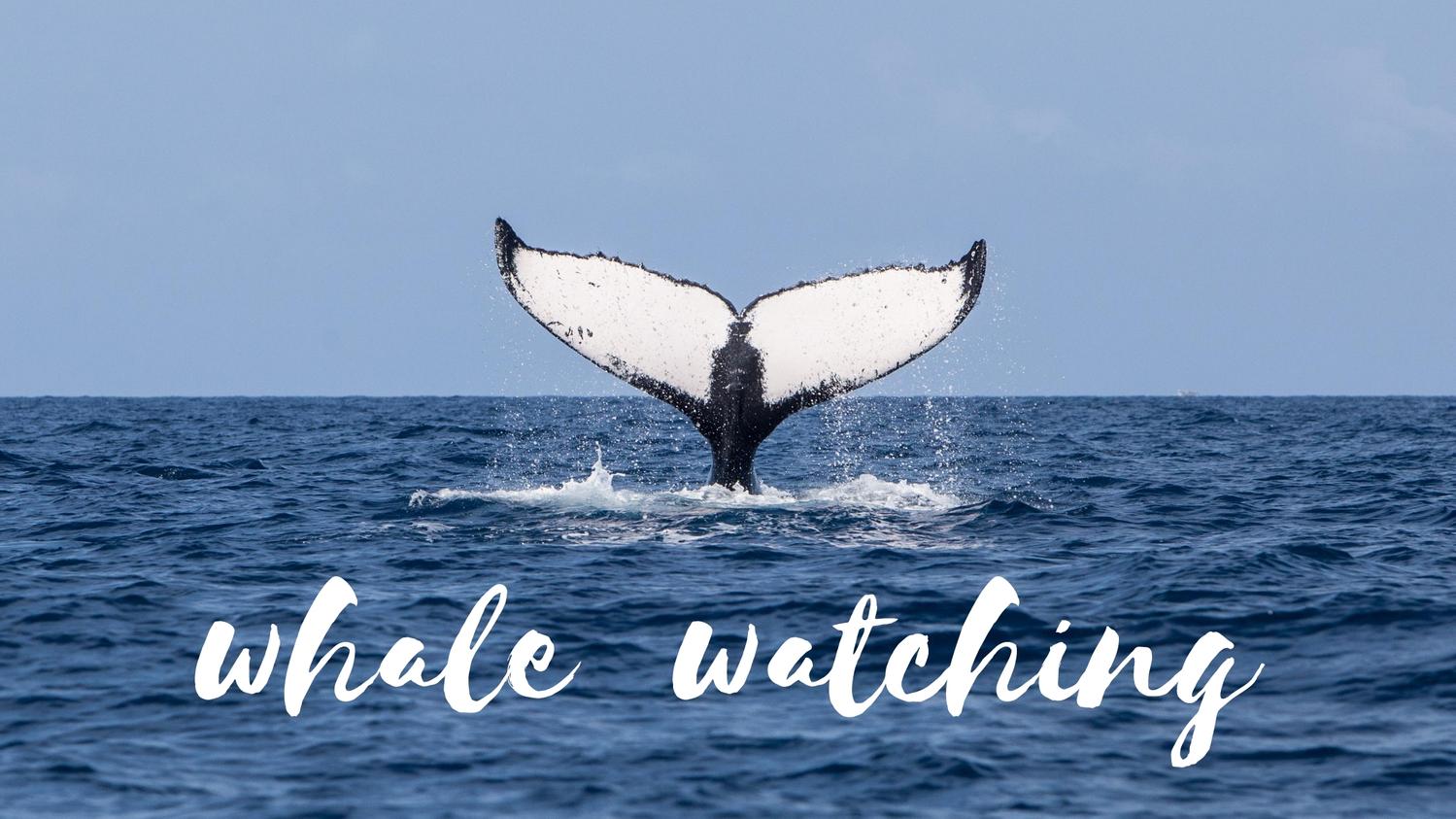 Whale Watching in Jervis Bay and Shoalhaven