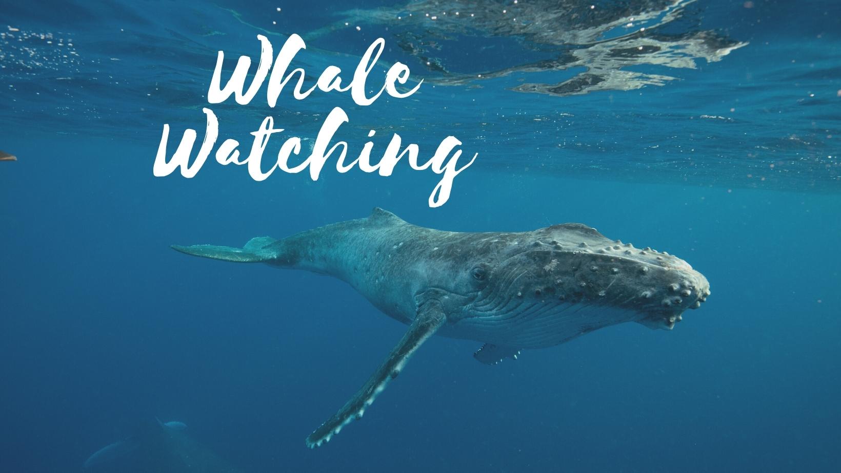 Humpback whale watching in Fingal Bay and Port Stephens, NSW, Australia
