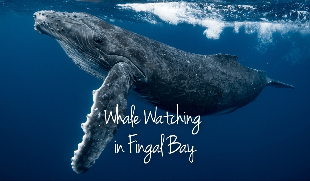 Discover Whale Watching in Fingal Bay, Port Stephens Australia