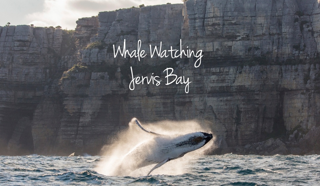 Whale Watching Jervis Bay by Jordan Robins