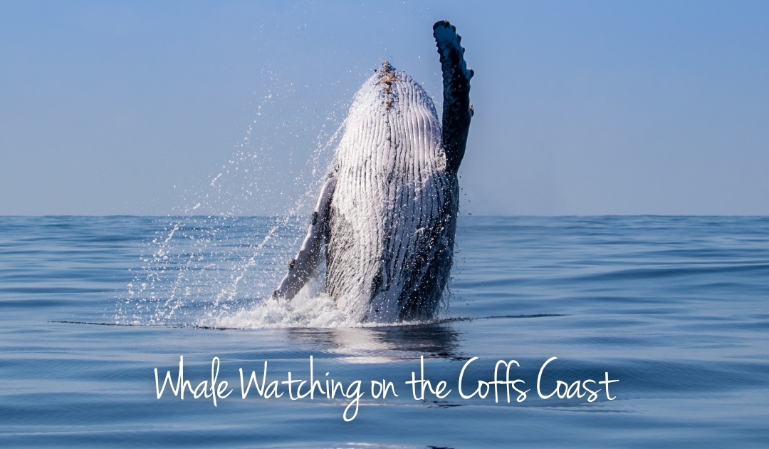 Experience whale watching on the Coffs Coast when staying in Urunga with a range of vantage points close by.